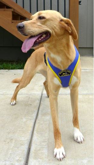 Tough Skin Dog Harness - front